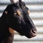 totes.the.goat profile picture