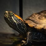 toto_d_turtle profile picture