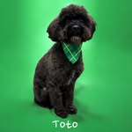 tototherescuepup profile picture