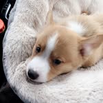 toulou.corgi profile picture