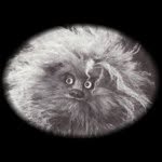 toumbido profile picture