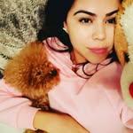 toypoodlesmiami profile picture