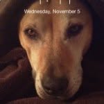 tracey_jacobs profile picture