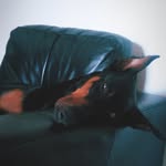 traumatone profile picture