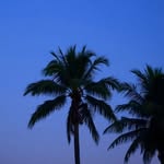 trent.boult_2668 profile picture