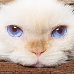 trident_the_cat profile picture