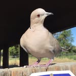 triggerthedove profile picture