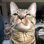 tripodtwiggy profile picture