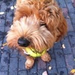 tripperdoodle profile picture