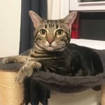 trishthetabby profile picture