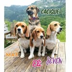 tropabeagle profile picture