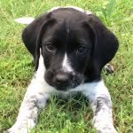 troyanimalrescueproject profile picture