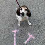 trunkleton_tails profile picture