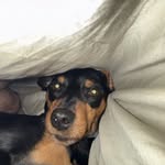 tsdeslauriers profile picture