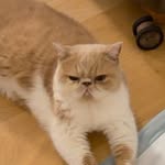 tuantaundaily profile picture