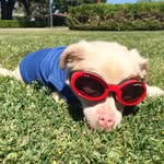 tuckerwearsgoggles profile picture