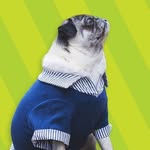 tuesdaythepug profile picture