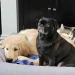 tugandpug profile picture