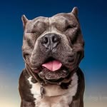 tuggy_tugboat profile picture