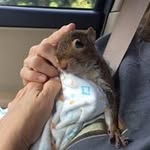 tumbleweedsquirrelly profile picture