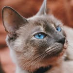 tunatheadventurecat profile picture