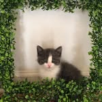 tuna_the_sewer_kitten profile picture