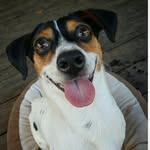 turboferris profile picture