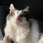 turtleandfosterfriends profile picture
