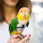 turtlethebird profile picture