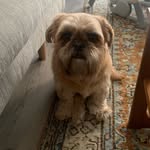 turtlethepugzu profile picture