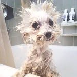 tuskthedog profile picture