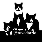 tuxedotrio profile picture