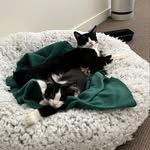tuxlandia profile picture