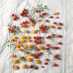 twelvetomatoes profile picture