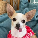 twiggytinypiggy profile picture