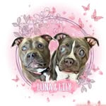two.blind.pups profile picture