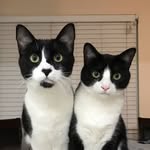 two.rad.kats profile picture