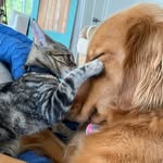 twowoofsandtwomeows profile picture