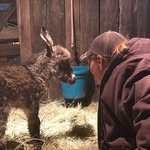 txhorserescue profile picture