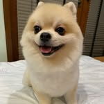 typhooncuteboy profile picture