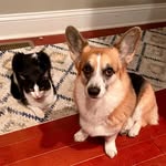 tyrioncorgi_and_grittykitty profile picture