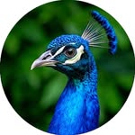 udaipurhills profile picture
