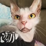 ugly.possum.puss profile picture