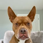 ulyssesthesissypitty profile picture