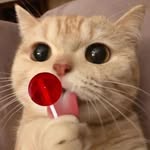 umgatinhozinh profile picture