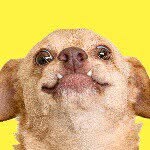 underbiteunite profile picture