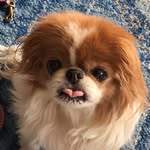 underpantsthedog profile picture