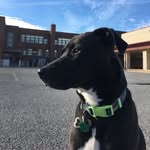 untrainablenorahbones profile picture