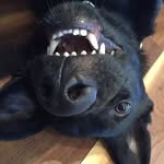upsidedowndogz profile picture