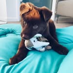 urbanhuskyvancouver profile picture